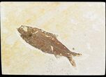 Knightia Fossil Fish - Wyoming #48176-1